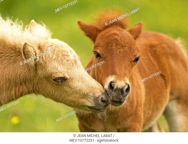 Shetland Pony - two foals 'kissing'
