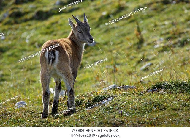 Capra ibex, Ibex, Switzerland