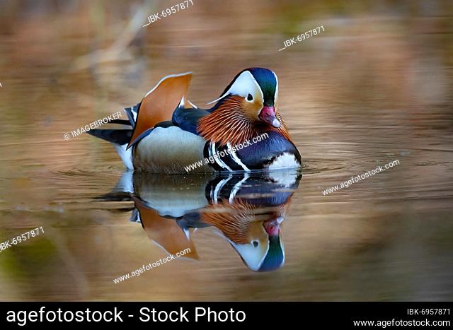 Mandarin ducks (Aix galericulata), reflected on the water surface, Bochum, North Rhine-Westphalia, Germany, Europe