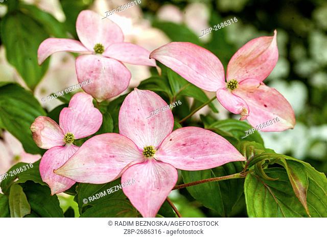 Cornus Kousa 'Satomi', pink petals