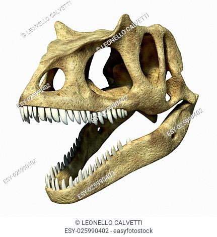 Photorealistic 3 D rendering of an Allosaurus skull. On white background with clipping path included