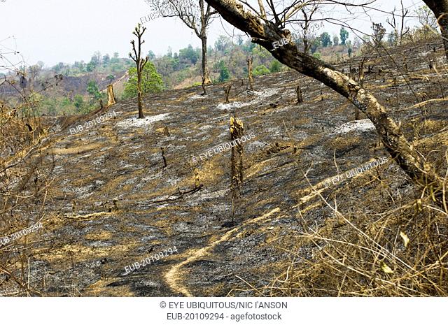 Hillsides burned in the traditional slash and burn style of juma agriculture
