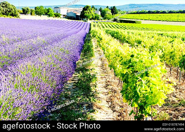 lavender field with vineyard, Drome Department, Rhone-Alpes, France