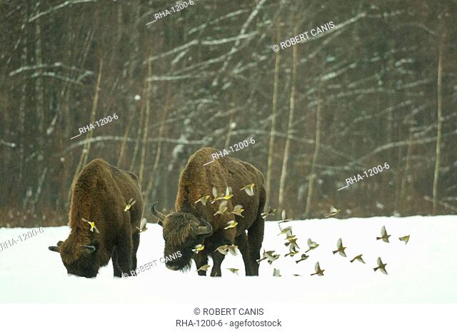 European bison (Bison bonasus) bull, standing in snow covered meadow in February, with yellowhammer (Emberiza citrinella) flock in flight