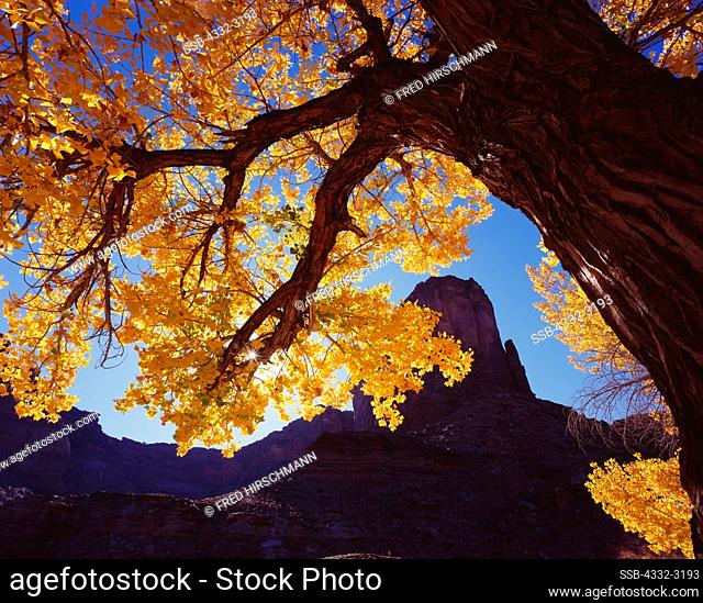 A Fremont Cottonwood, Populus fremontii, in autumn glory along the Green River, Labyrinth Canyon across from Tidwell Bottom, Utah