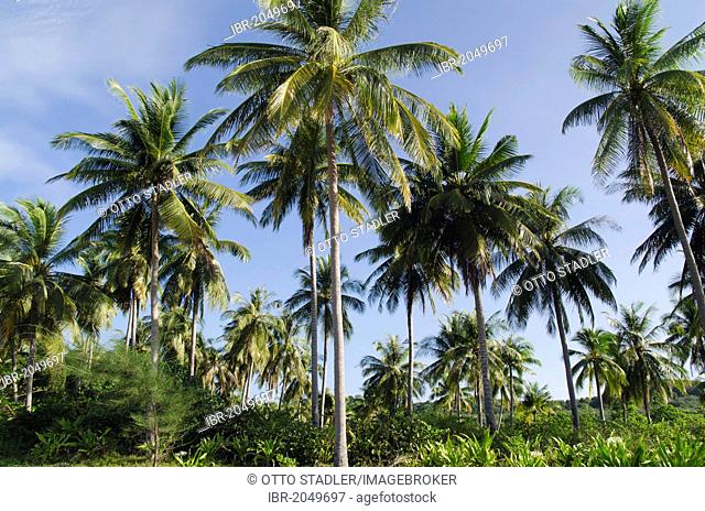 Palm grove on Andaman Beach, Ko Jum or Koh Pu island, Krabi, Thailand, Southeast Asia