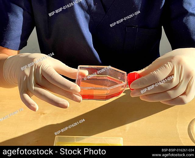 Woman in research laboratory observing a flask of cell culture