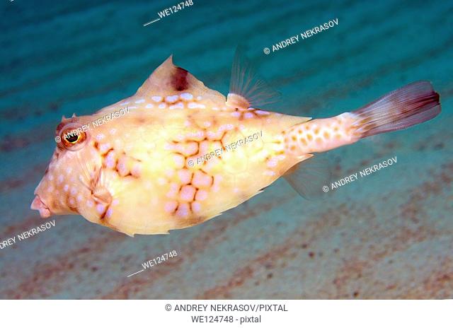 Humpback turretfish (Tetrosomus gibbosus), Red Sea, Egypt, Africa