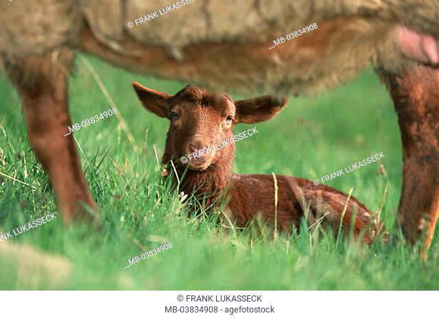 Coburger fox sheep, lamb, meadow,  lie, dam, detail,   Animals, mammals, farm animals, livestock, sheep, small, young, sheep, brown, lighthearted, freely