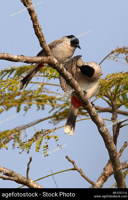 Sooty-headed Bulbul (Pycnonotus aurigaster klossi) two adults preening under wings, northern Thailand