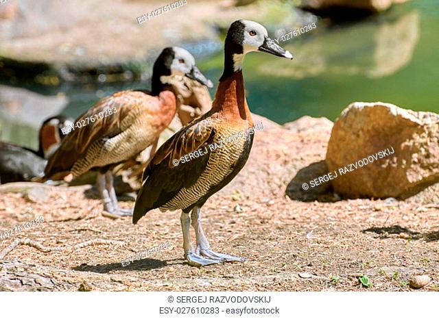 White-faced Whistling Duck on the Bank of the Pond
