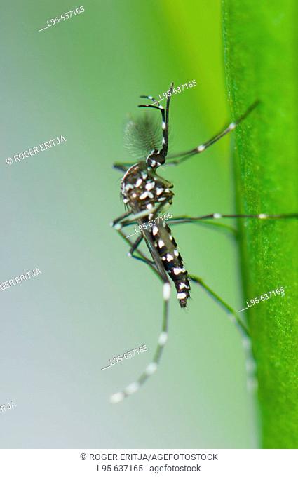 Male Asian Tiger Mosquito (Aedes albopictus) resting on a plant leaf, Spain