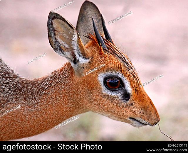 Damara Dik Dik, Madoqua damarensis, Namibia, die kleinste Antilope Afrikas, the smallest antelope africas