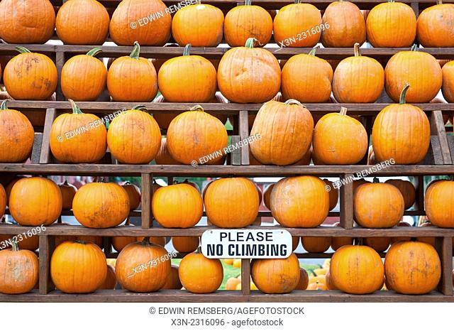 Wooden shelves of pumpkins in Elkton, Maryland, USA