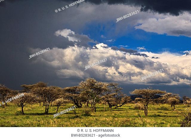 Dark clouds gather in the Serengeti, Tanzania, Serengeti NP