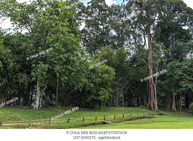 Bamboo garden at Sumiran Eco-Camp, Kuching City, Batu Kawa, Rantau Panjang, Sarawak, Malaysia