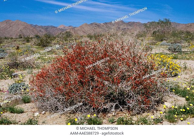 Chuparosa can bloom anytime it rains, Joshua Tree NP, CA (Justicia californica)