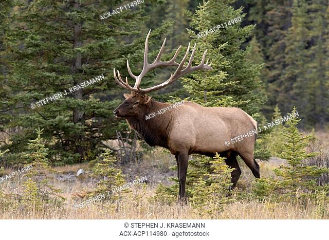 Bull (Male) elk, or wapiti (Cervus canadensis), Jasper National Park, Alberta, Canada