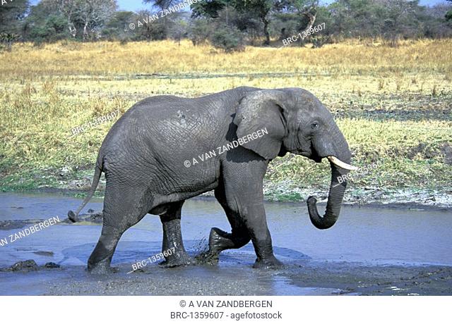 MAMMAL, ELEPHANT, CROSSING A RIVER, TANZANIA KATAVI NATIONAL PARK