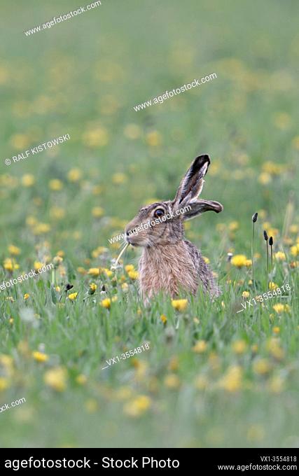 European Hare / Brown Hare / Feldhase ( Lepus europaeus ) sitting in a vernal flowering meadow, feeding on dandelion, looks cute and funny, wildlife, Europe
