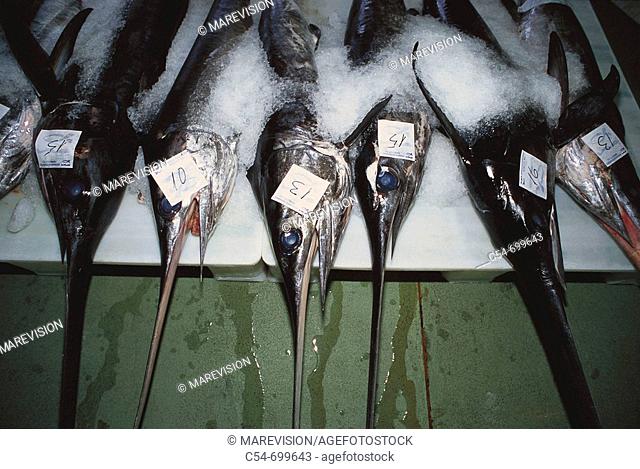 Fishing port of Vigo. Galicia. Spain. Sword fish. Xiphias gladius