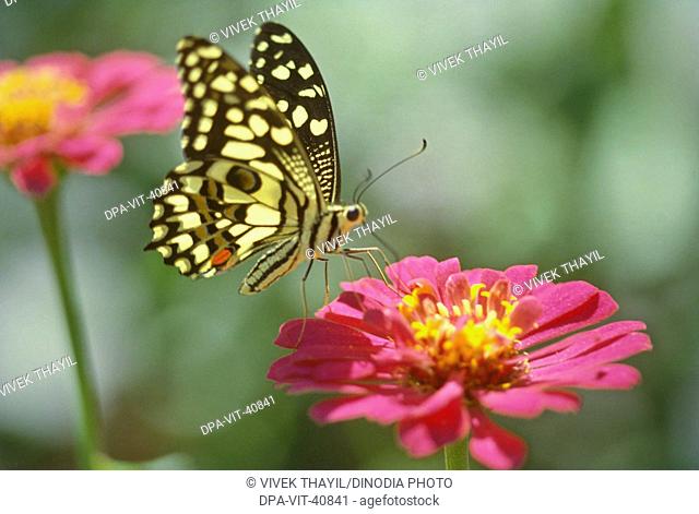 Butterfly Common Jezebel, Delias eucharis, collecting pollen, India, Asia