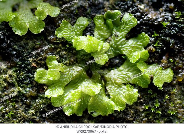 Moss on wall monsoon wet green Marchantia sp Bryophyte