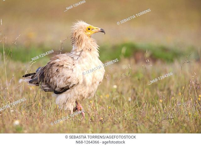 Egyptian Vulture Neophron percnopterus at Monfragüe, Caceres, Extremadura, Spain