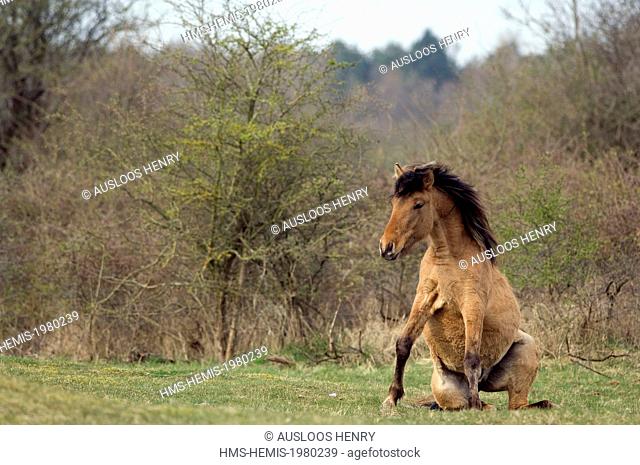 France, Somme, Baie de Somme, Henson horse (Equus caballus)