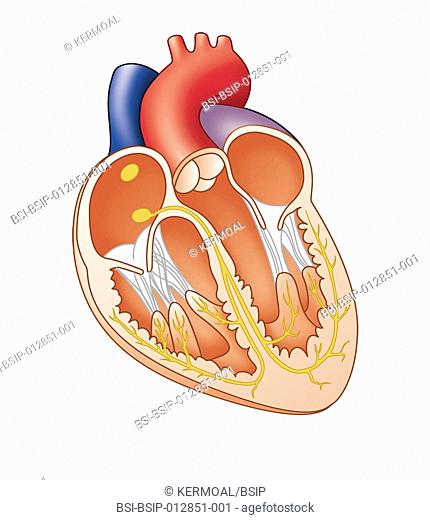 Electrical conduction enables contraction of the myocardium. The point of departure of excitation is located at the sinus node then at the atrioventricular node