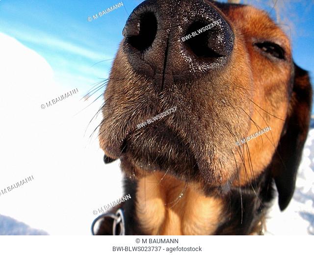 domestic dog Canis lupus f. familiaris, dog's nose, snout