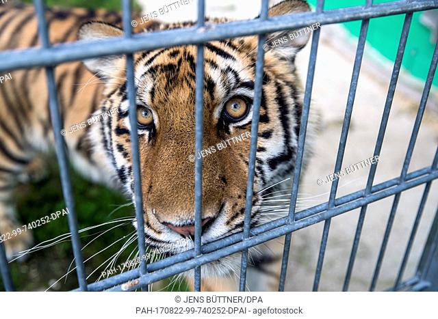 The hand-reared tiger girl 'Elsa' can be seen in her enclosure in Dassow, Germany, 21 August 2017. The wild cat's birthday is on 26 August 2017