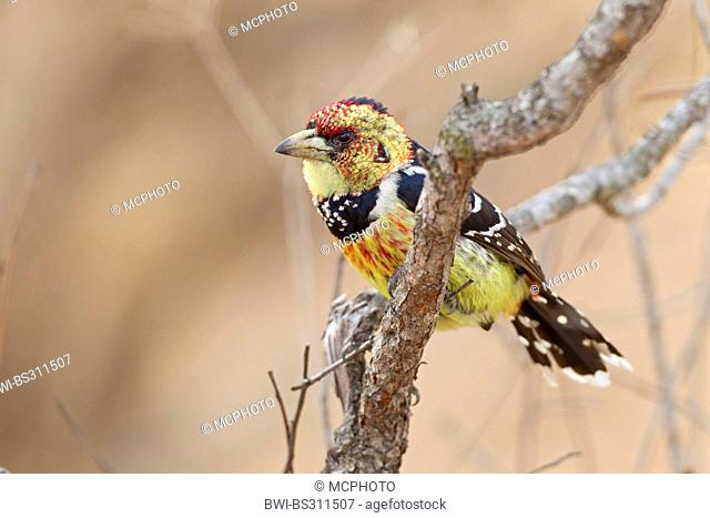 Levaillant's barbet (Trachyphonus vaillantii), sitting on a branch, South Africa, Krueger National Park