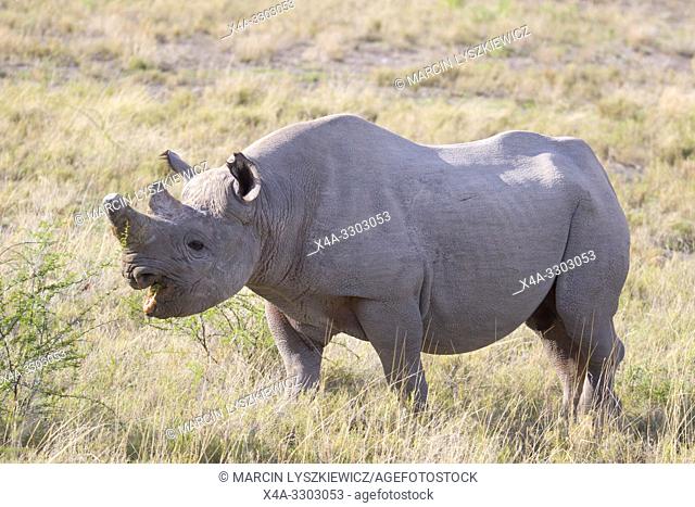 An adult male of black rhinoceros (Diceros bicornis) grazing, Etosha National Park, Namibia
