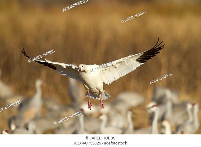 Snow Goose, Chen caerulescens, Bosque Del Apache, New Mexico, USA