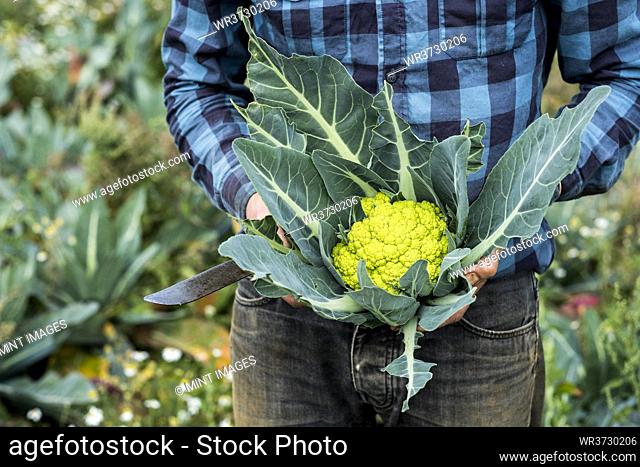 Close up of farmer standing in a field, holding freshly picked Romanesco cauliflower