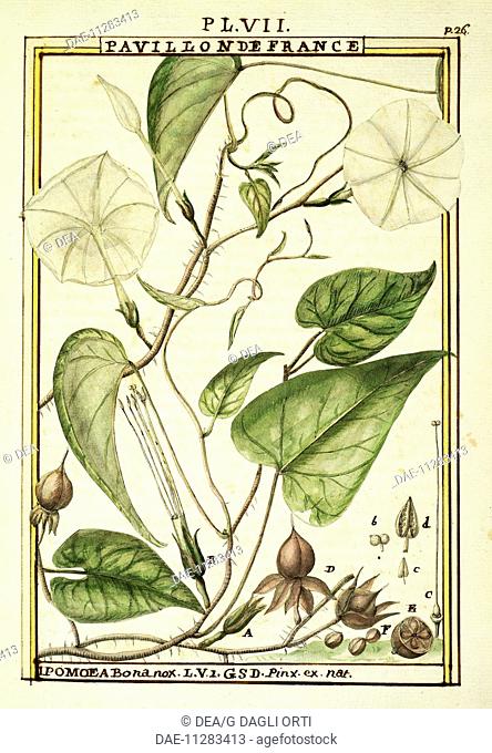 Herbal, 18th century. Florindie ou Historie physico-economique des vegetaux de la Torride, 1789. Plate: Moonflower or Moon vine (Ipomoea Alba)