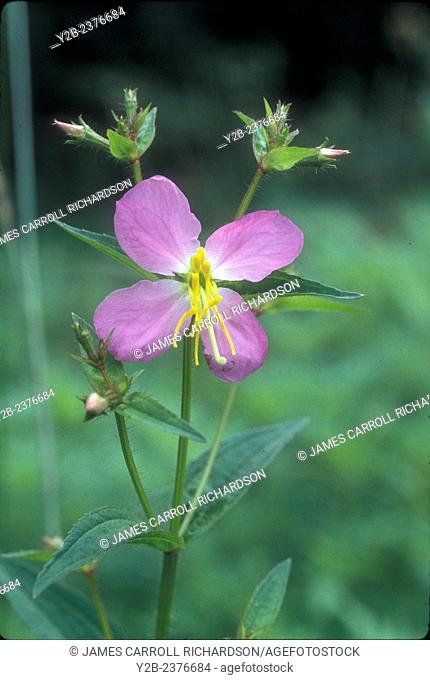 Common Meadow Beauty has scientific name of Rhexia virginica