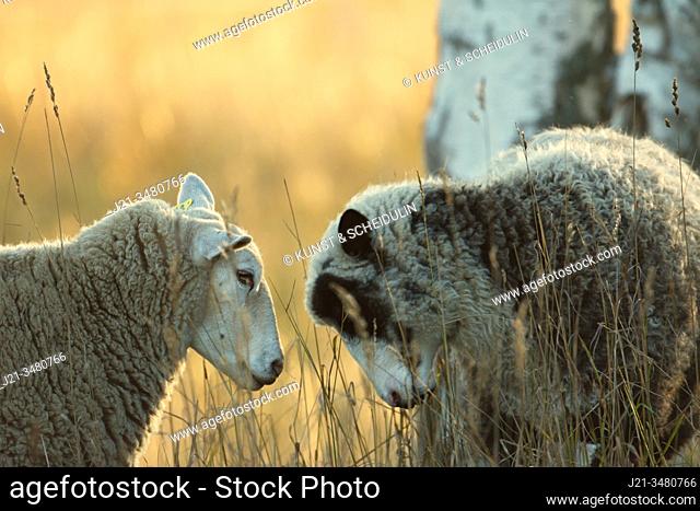 Two sheep are standing head to head on a pasture at sunset. Västernorrland, Sweden, Europe