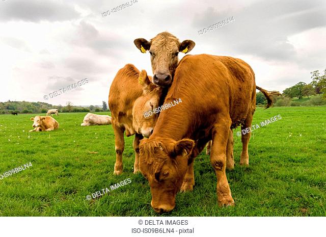Three cows standing in a field, County Kilkenny, Ireland