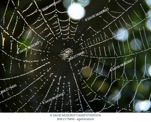 cobweb in a garden UK