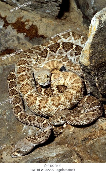 western diamondback rattlesnake Crotalus atrox, three individuals
