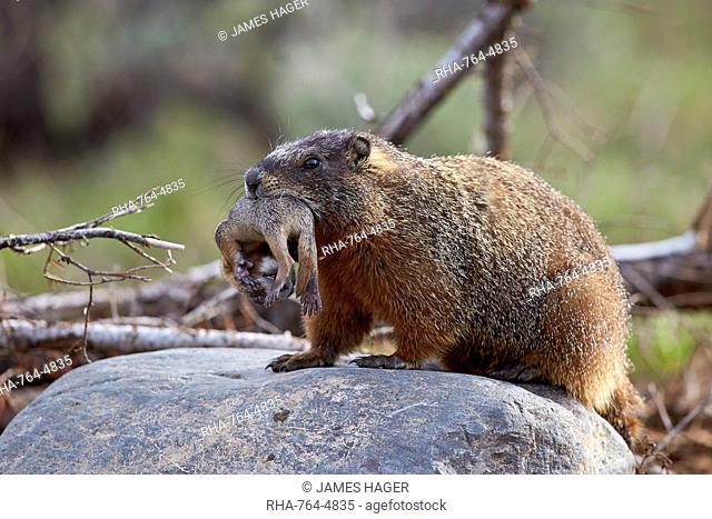 Yellow-bellied marmot (yellowbelly marmot) (Marmota flaviventris) carrying a pup, Yellowstone National Park, Wyoming, United States of America, North America