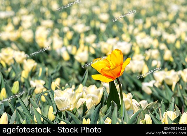 One single yellow tulip flower in a white tulip field