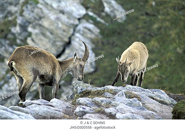 Ibex Capra ibex ibex Berner Oberland Switzerland Europe