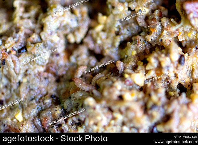 Illustration picture shows living larvae in a vegetable mulch during the presentation of an innovative pilot project by supermarket chain Delhaize in...