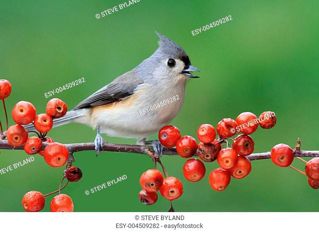 Bird On A Perch With Cherries