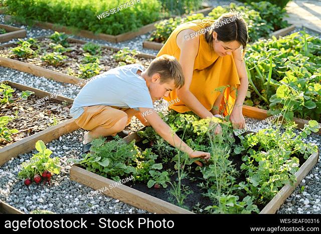 Mother and son harvesting beet together in vegetable garden