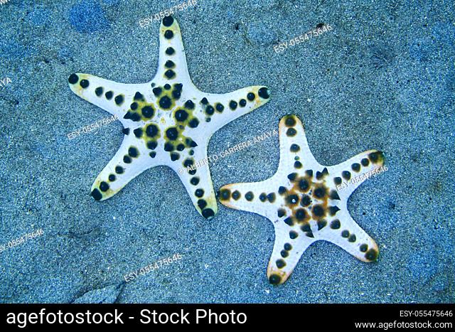 Sea Star, Chocolate Chip Sea Star, Protoreasrer nodosus, Bunaken National Marine Park, Bunaken, North Sulawesi, Indonesia, Asia