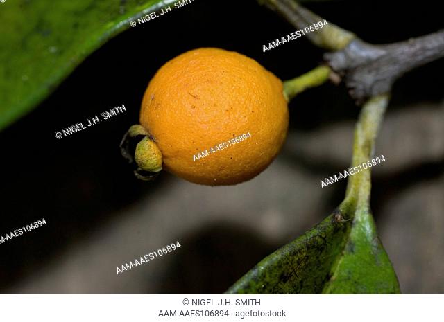 Sacha caimitillo (Eugenia lambertiana) fruit. River dwellers in the Peruvian Amazon gather the fruits in floodplain forests and eat them fresh